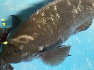 興奮しても模様が浮き彫りになったグレ（メジナ）。色素顆粒（メラニンなど）を拡散・凝集させることで体色・模様を瞬時に変える。釣太郎