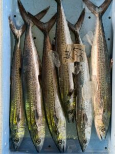 サワラが高級魚なのは 脂、サイズ、成熟度。 この3つが揃うから。 サゴシはまだ途中段階。 若さゆえの軽さがある。釣太郎