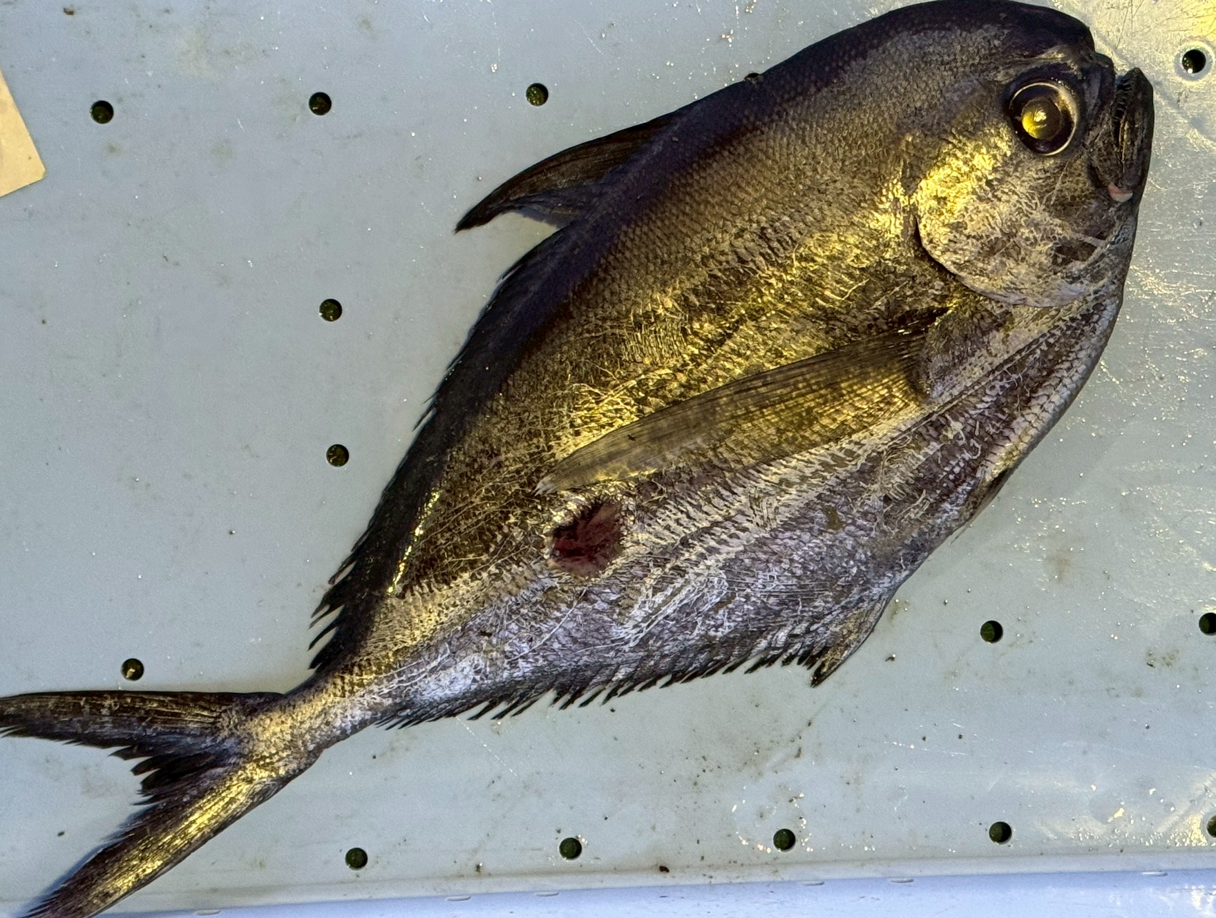 オキメダイは・やや深場の岩礁魚・上品な白身 ・加熱調理向き・知名度は低いが実力派。派手さはない。でも、確実に旨い。釣太郎