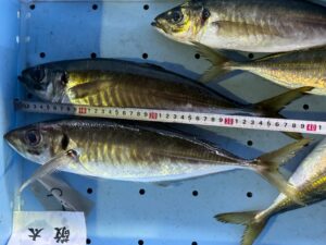2月27日金曜日、みなべ町堺市場では今朝も40㎝ギガアジが水揚げされています。釣太郎