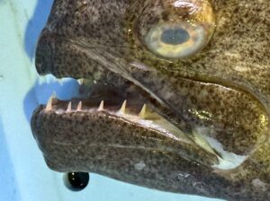 肉食魚（フィッシュイーター）には、鋭い歯を持つタイプと目立たない歯のタイプの2種類がある。釣太郎