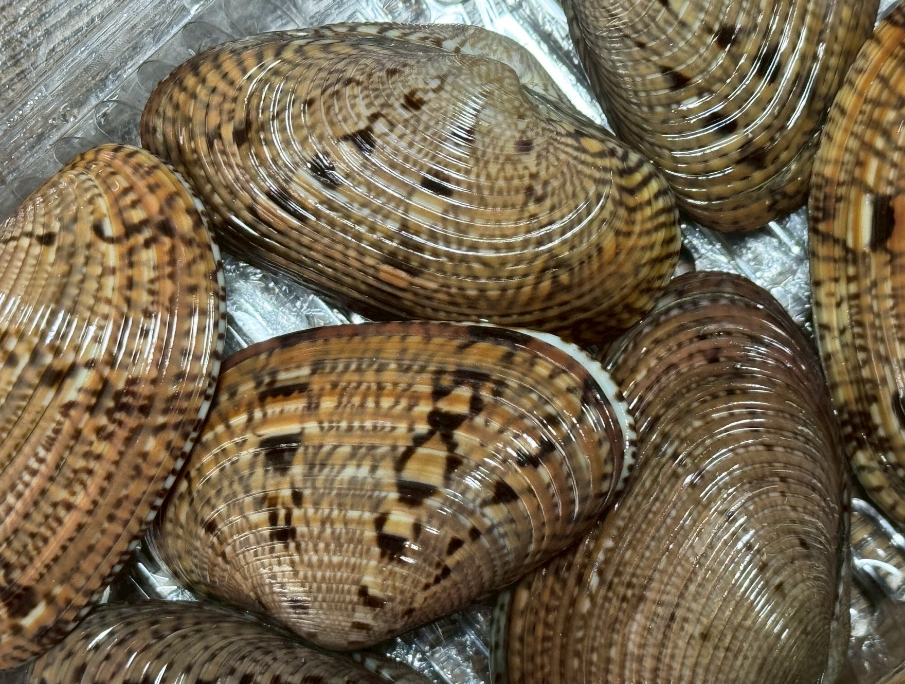 南紀では見かけない「すだれ貝」とは？ 模様は派手、でも紀南ではほぼ見ない理由。釣太郎