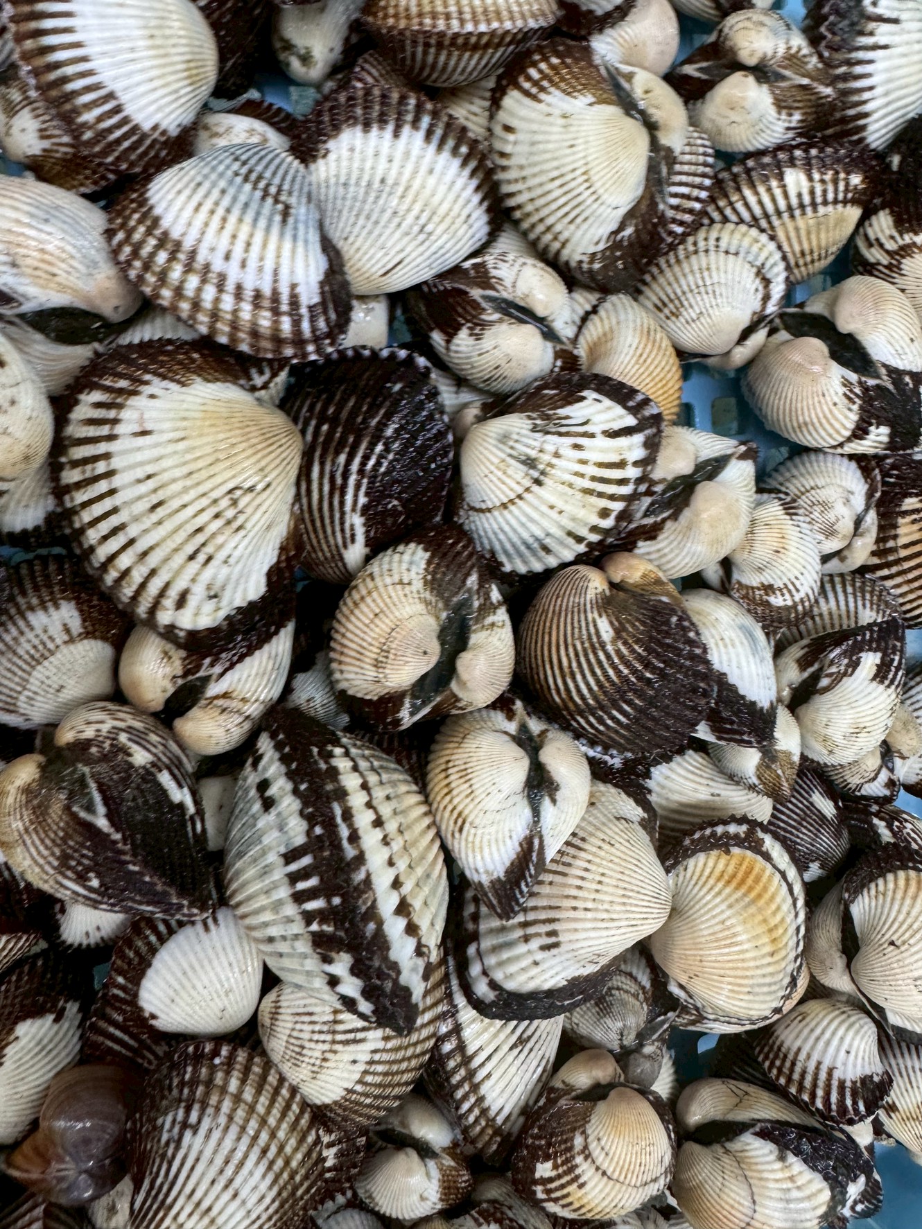 サルボウ貝、少量だけ入荷しました！すぐに売り切れるため早い者勝ちです。釣太郎