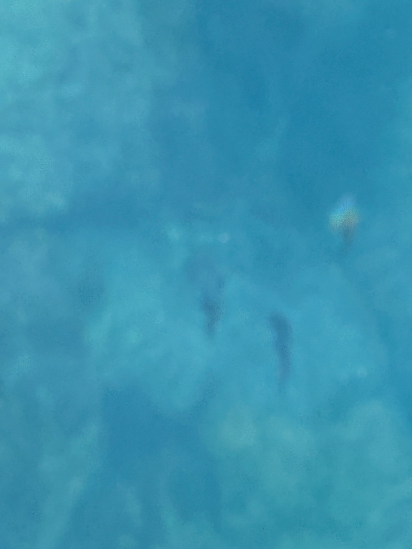 みなべ堺堤防のアオリイカ新子群れ。2月28日土曜日