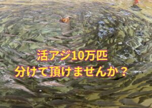 アオリイカ釣り用活アジ10万引き分けてください。釣太郎