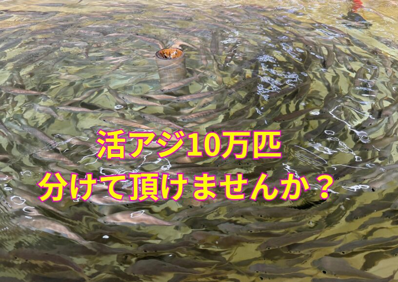 アオリイカ釣り用活アジ10万引き分けてください。釣太郎