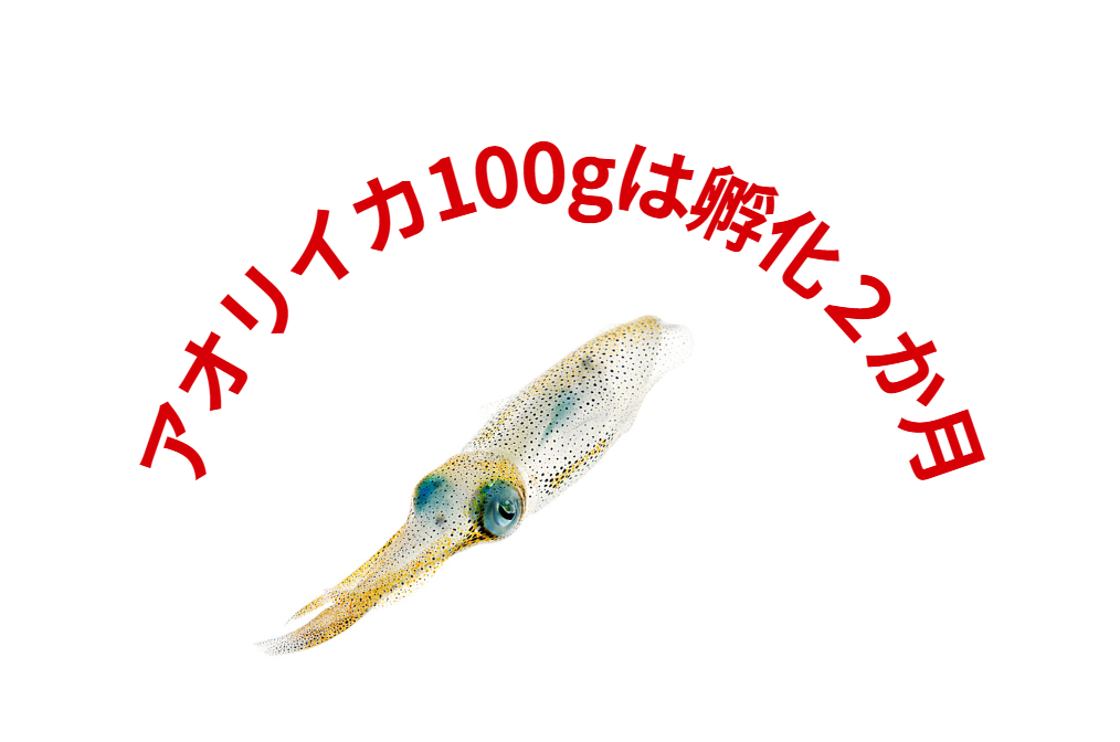 アオリイカ100ｇは孵化２か月。釣太郎