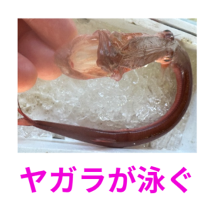 湾内で大きなヤガラが3匹泳いでいます。3月15日日曜日。