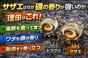 サザエは、磯で育ち、海藻を食べ、その風味がワタにも乗り、殻焼きで香りが立つ。この4つが重なるので、他の貝より「磯の香りが強い」釣太郎