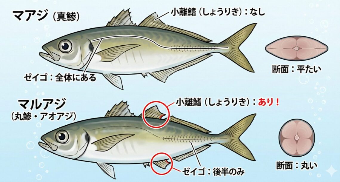マアジは別名ヒラアジ。体形は平べったい。マルアジは逆にまるっぽい。サビキ釣り入門。釣太郎