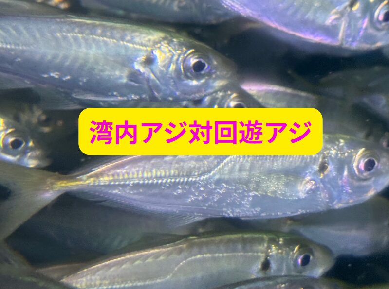 外洋の荒波や黒潮に揉まれながら常に泳ぎ続けている回遊アジは、背中が黒っぽく細長い体型をしており「黒アジ」と呼ばれることが多い。釣太郎