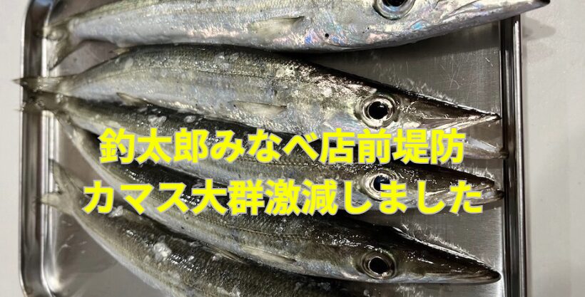 和歌山県みなべ町堺堤防に居着いていたカマス群れ。激減しました。3月21日土曜日。釣太郎