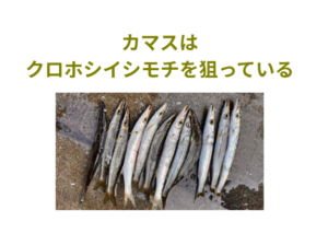 釣太郎みなべ店堤防前のカマスはクロホシイシモチを狙っている