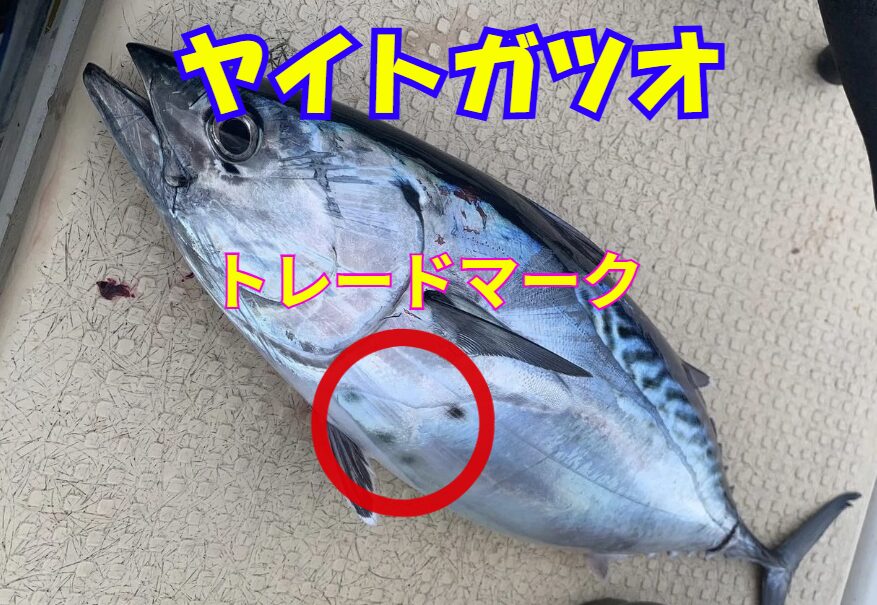 白浜町周辺40センチくらいのヤイトガツオ回遊中です。3月１７日釣太郎