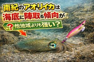 南紀のアオリイカは、 他地域より海底に陣取る傾向が強く見えやすいです。その理由は、黒潮の影響が大きい。潮通しが強い。磯や根、かけ下がり、藻場が多い。釣太郎