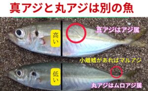 真アジ：居着き型。ポイントが安定しやすい。丸アジ：群れで回遊。来れば爆釣、来なければゼロ。サビキ釣り入門。釣太郎