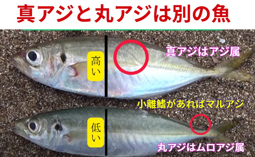 真アジ：居着き型。ポイントが安定しやすい。丸アジ：群れで回遊。来れば爆釣、来なければゼロ。サビキ釣り入門。釣太郎