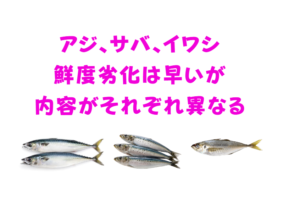 サバは血と脂の劣化が速い魚。イワシは身と内臓が壊れやすい魚。アジは 水分と血の影響で鮮度低下が出やすい魚。釣太郎