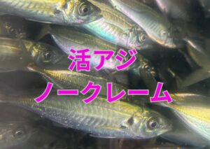 海水入れると重い、小さなバケツに詰め込む等々続出。活アジはノークレーム。釣太郎