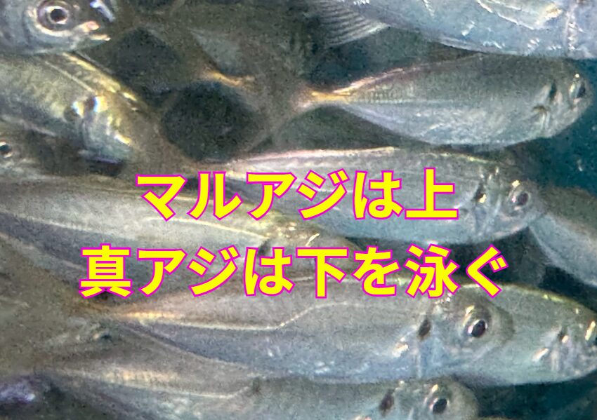 マルアジは海面を飛び跳ね、真アジは底で大人しく泳ぐ。サビキ釣り入門。釣太郎