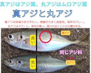 真アジ＝沿岸性で平たい、美味しいアジ 。丸アジ＝回遊性で丸い、群れで動くアジ。属の違いは、見た目・味・釣れ方・生態の違いとして現れる。釣太郎