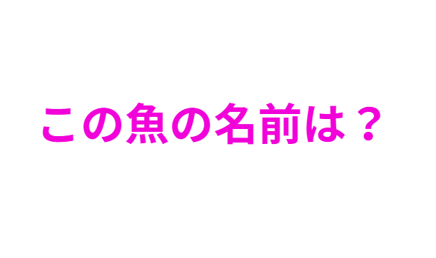 この魚の名前教えてください。釣太郎