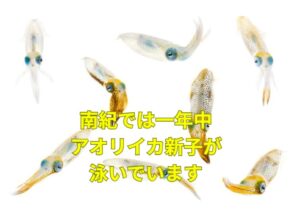 アオリイカ王国和歌山南紀地方では、一年中アオリイカ新子が泳いでいるのが見れます。釣太郎