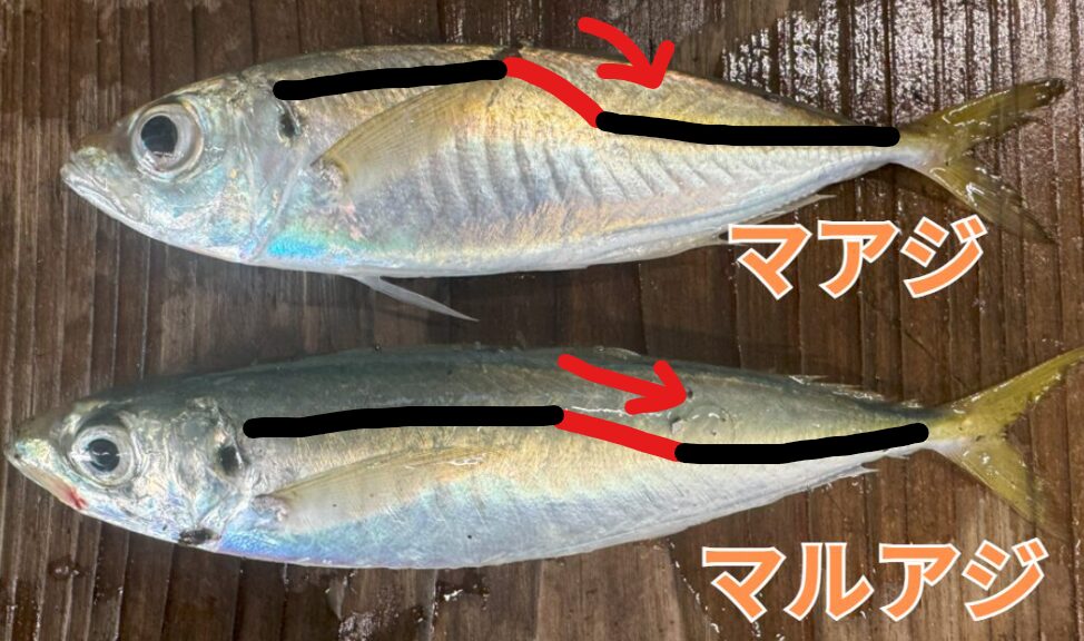 サビキ釣り入門。真アジは側線が途中で下に曲がる。体はやや平たい。 丸アジは側線がほぼ一直線。体が丸い。釣太郎