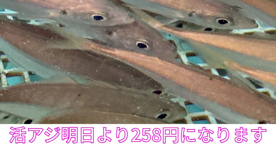活アジ明日より1匹258円に値上がります。釣太郎