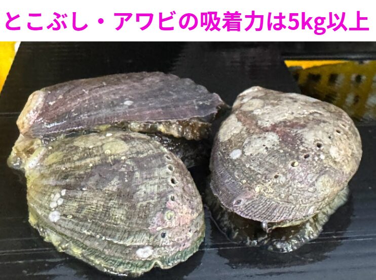 とこぶし・アワビの吸着力は5kg以上、時にはそれ以上の驚異的な力。釣太郎