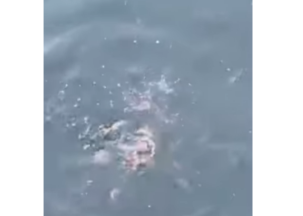 アジに釣りはいかがですか？今ならみなべ店前堤防で湧いています。3月1日日曜日。釣太郎