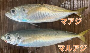 丸アジは青くアオアジとも呼ばれる。真アジは赤アジとも呼ばれ銀色で体色は全く違う。【サビキ釣り入門】釣太郎