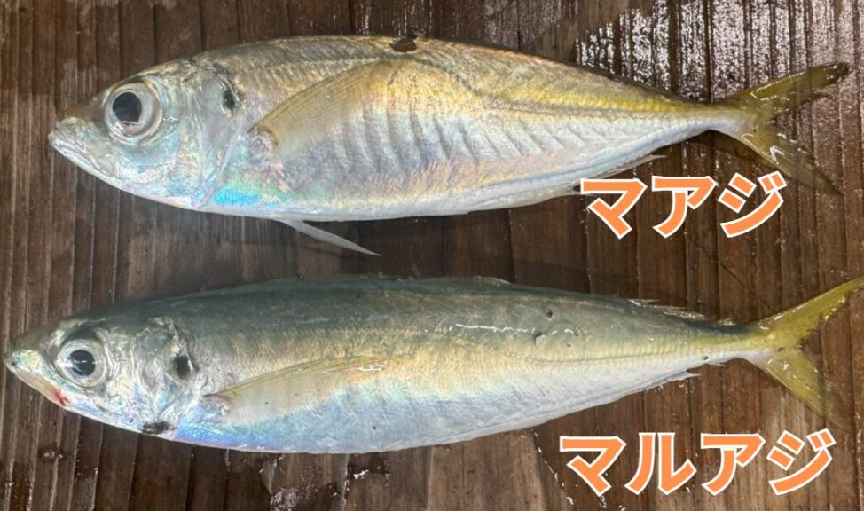 丸アジは青くアオアジとも呼ばれる。真アジは赤アジとも呼ばれ銀色で体色は全く違う。【サビキ釣り入門】釣太郎