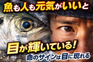 魚も人も元気なときは目が輝く。それは酸素循環と細胞の正常な働きの証拠。魚は締めと冷却で目の透明感を守れる。目は命の状態を映す鏡。釣太郎