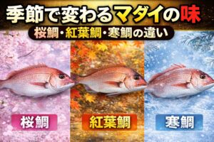 マダイは一年中釣れる魚ですが、季節によって味が大きく変化します。桜鯛は春の美味しさ。紅葉鯛は秋の旨味。寒鯛は冬の脂。釣太郎