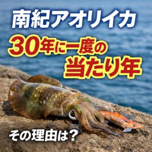 南紀のアオリイカ釣り、「30年に一度」は誇張ではない可能性が高い。・黒潮安定・産卵成功・ベイト豊富・漁獲圧減少 ・水温カーブ良好。この5つが同時に揃う年は滅多にない。釣太郎