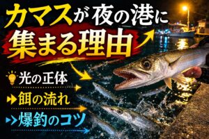 カマスが夜の港に集まる理由は光そのものではなく、餌が集まるから。港のライトによってプランクトン↓小魚↓カマスという食物連鎖.釣太郎