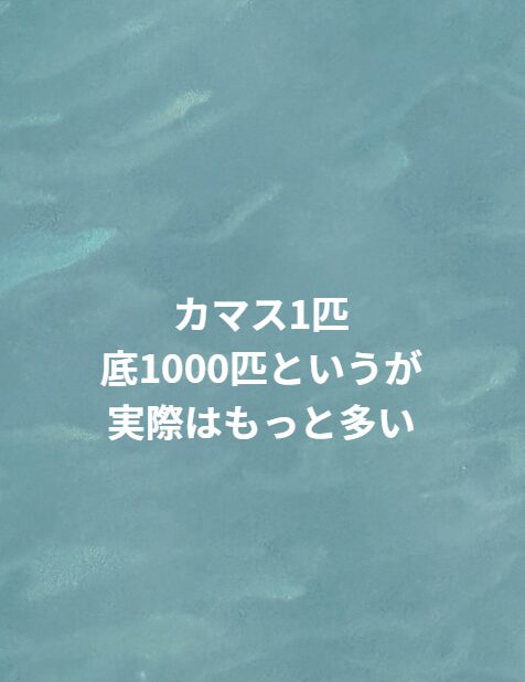 カマス1匹、底1000匹」は控えめで、実際は数千匹がデフォ。 それは防御（希釈効果）＋捕食効率（包囲狩り）＋省エネ回遊の三位一体だから.釣太郎
