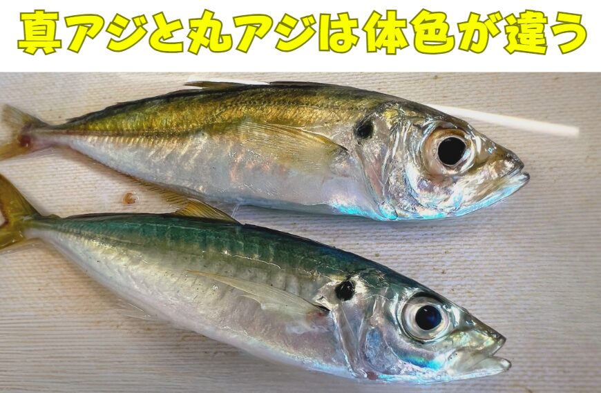 マルアジとマアジの体色違いを活かした釣り戦略マルアジとマアジの体色違いは、単なる見た目の差ではなく、色素細胞の科学的メカニズムと生態適応の結果。釣太郎