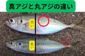 丸アジは回遊性が極めて高く、チャンスは短いが爆発力がある魚です。 真アジは居つきと回遊の両方があり、港内でも安定して狙いやすい魚です。釣太郎