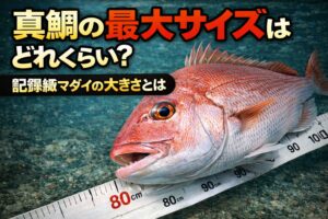 真鯛の最大サイズは一般サイズ30〜50cm。大型 50〜70cm。記録級80〜90cm。最大クラス約1m。釣太郎