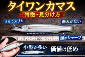 タイワンカマスは細く小型。脂は控えめ。味は淡泊。市場価値は高くない。だから目立たない。 でも。魚としてはちゃんと美味い。釣太郎
