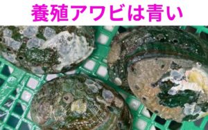 養殖のアワビは、徹底した水質管理と栄養満点のエサのおかげで肉厚で柔らかく、非常に美味しいと評判です。釣太郎