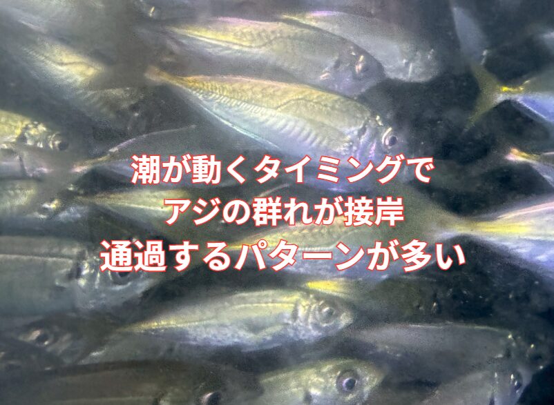 潮が動くタイミングでアジの群れが接岸・通過するパターンが多い。釣太郎