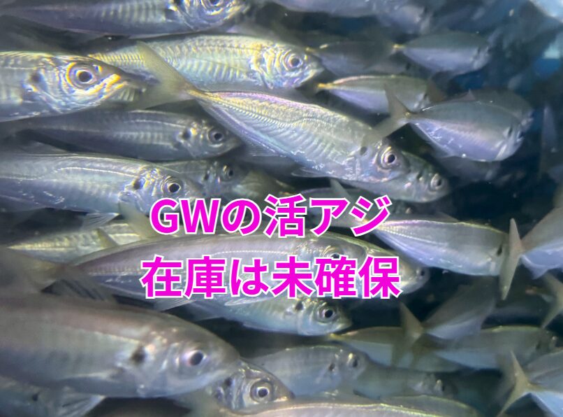 現在、アジ屋は追加仕入れできなければGWは心もとない状態です。6月までは、アジ在庫はとても持ちません。釣太郎