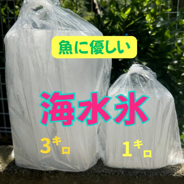 海水氷は浸透圧・冷却速度・細胞保護の3つで魚の品質を守る。結果として、見た目・食感・旨味すべてが向上する。釣太郎
