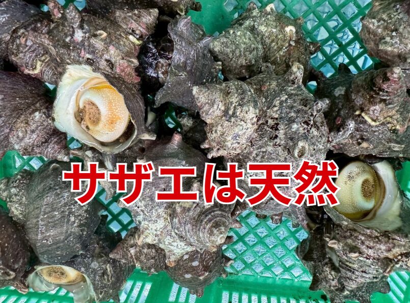 サザエは✔ ほぼ天然 ✔ 一部は放流由来✔ 完全養殖は商業ベースでは少ない。釣太郎