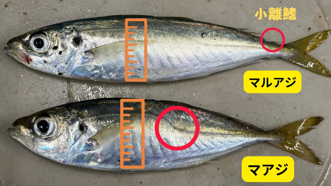 丸アジ特有の小離鰭の有無。なぜ真アジにはない？サビキ釣り入門。釣太郎