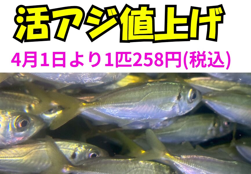 アオリイカ釣り用の活アジは、品不足のため、4月1日より1匹258円となります。釣太郎