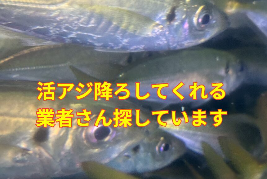 アオリイカ釣り用活アジ、数万匹でもいいのでありませんか？釣太郎